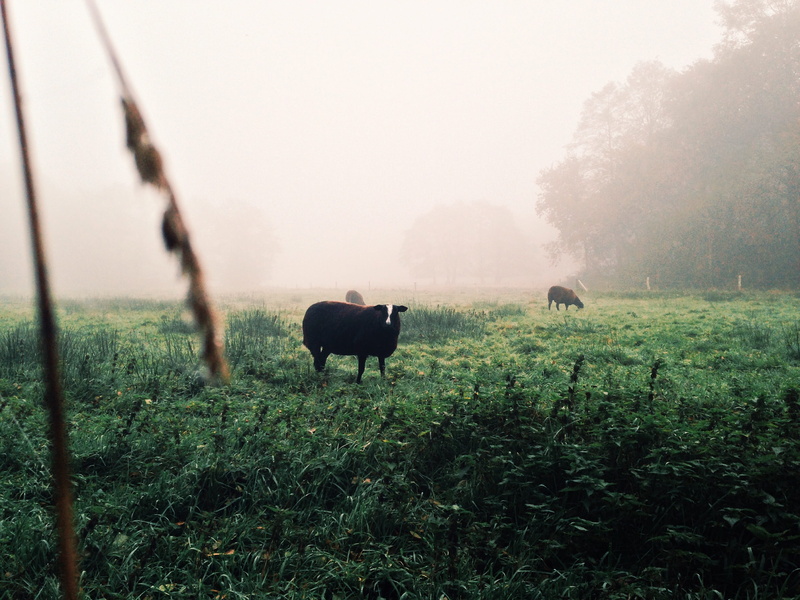 herbivorous, minimal, animal themes, landscape, sheep, netherlands, tones, field, morning, vertebrate, forest, domestic, domestic animals, grass, agriculture