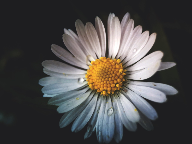 gazania, dew, flowers, yellow, vulnerability, contrast, summer, daisy, freshness, dark, minimal, pollen, water, inflorescence, growth, netherlands, duotone