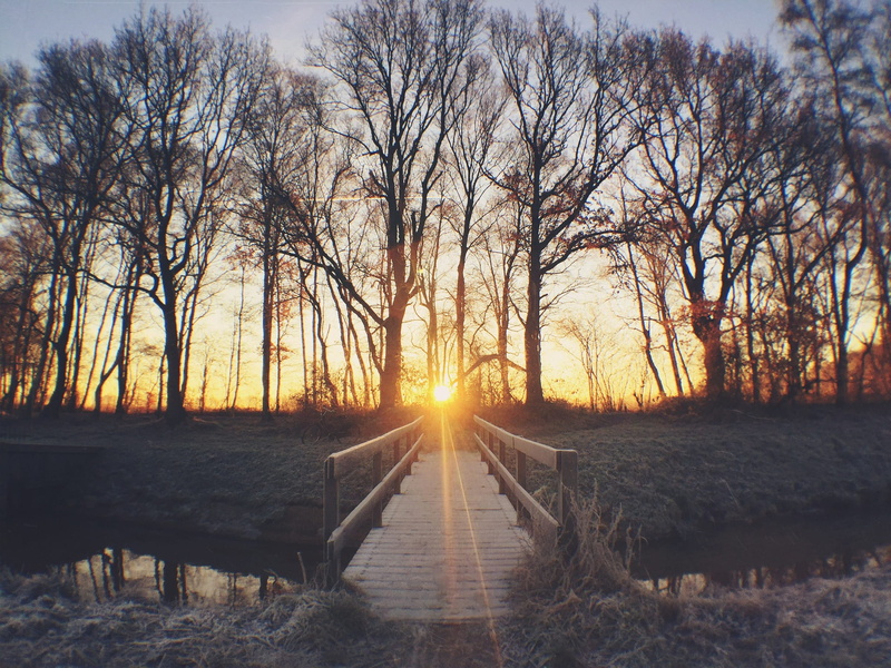 bare tree, frozen, no people, sunset, westerbork, land, forest, sunshine, fog, open, non-urban scene, tree, lens flare, snow, diminishing perspective, sunray