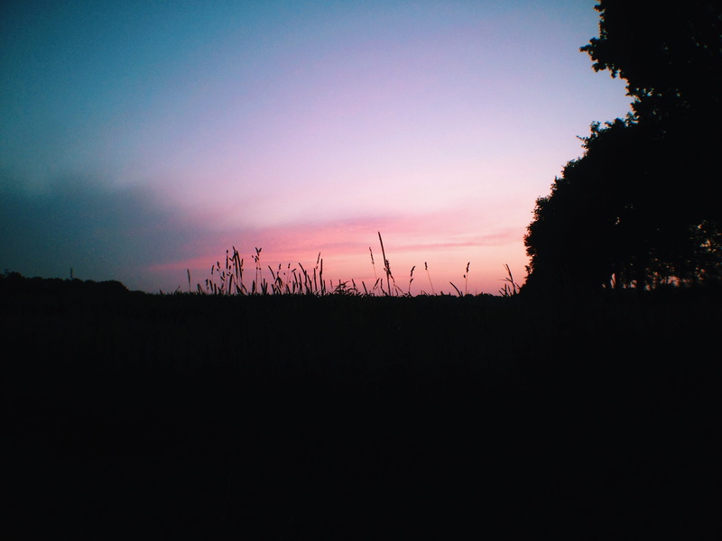 nature, tranquility, tree, plant, 2K, wideangle, wheat, summer, orange color, westerbork, silhouette, idyllic, landscape, sky, friends, pink, tranquil scene