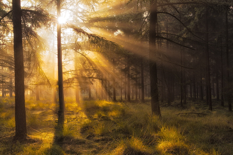 5K, the province of Drenthe, October, National Park Dwingelderveld, forest, autumn, rays, Netherlands, light, the sun
