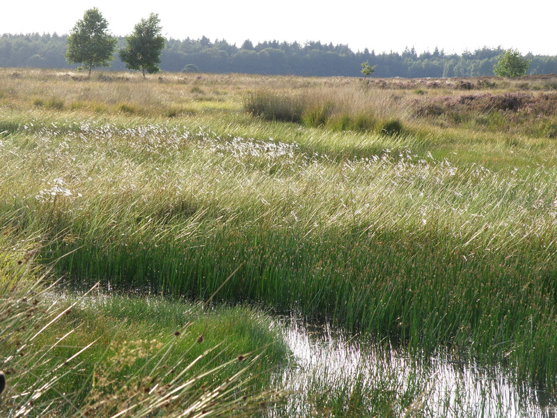 outdoors, rural Scene, tranquility, field, beauty in nature, water, no people, land, timothy grass, non-urban scene, growth, tree, plant, tranquil scene