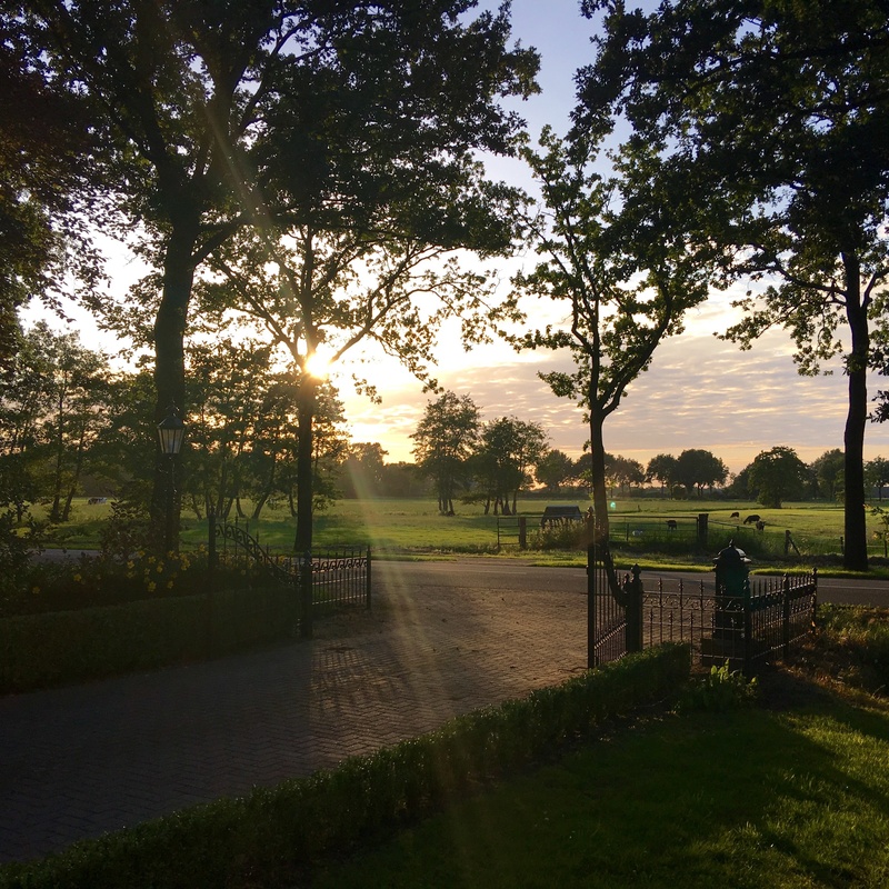 real people, tranquil scene, growth, plant, leisure activity, tree, 2K, field, outdoors, tranquility, sunset, green color, ruinerwold, drenthe, nature
