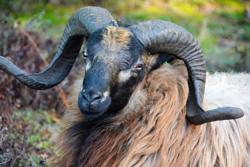 herbivorous, animal head, domestic animals, animal wildlife, animals in the wild, animal, sheep, outdoors, horns, close-up, animal themes, day, drenthe