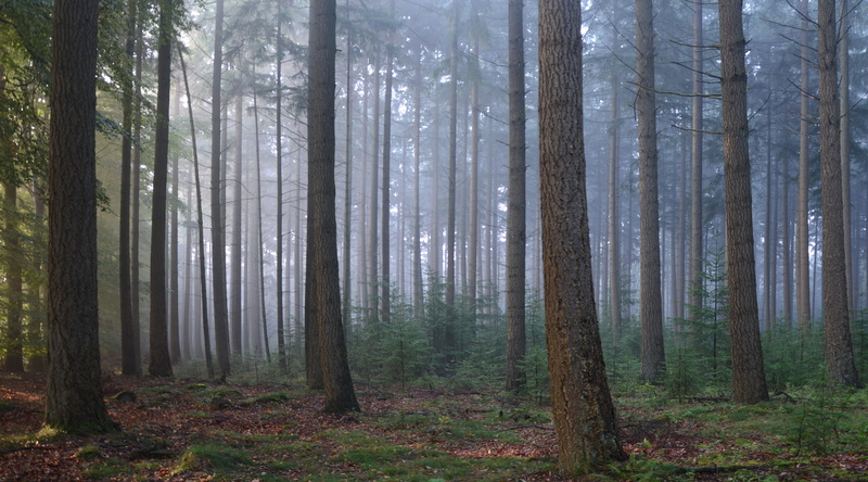 coniferous tree, environment, exloo, autumn, beauty in nature, 4K, landscape, fog, tranquility, day, drenthe, tree trunk, plant, Forests, scenics - nature