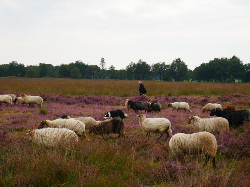 autumn, countryside, Heide, plant, wide, land, Hei, drenthe, Lamb, tree, pets, herbivorous, sky, browser, herd, domestic, domestic animals, livestock, nature
