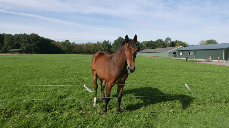 ranch, land, mammal, vertebrate, tree, drenthe, sky, plant, grass, pets, cloud - sky, landscape, elim, green color, blue sky, animal wildlife, summer, one animal