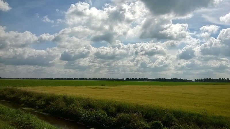 sky, green color, clouds, outdoors, beauty in nature, agriculture, day, cloud - sky, rural scene, plant, environment, tranquility, tranquil scene, the netherlands