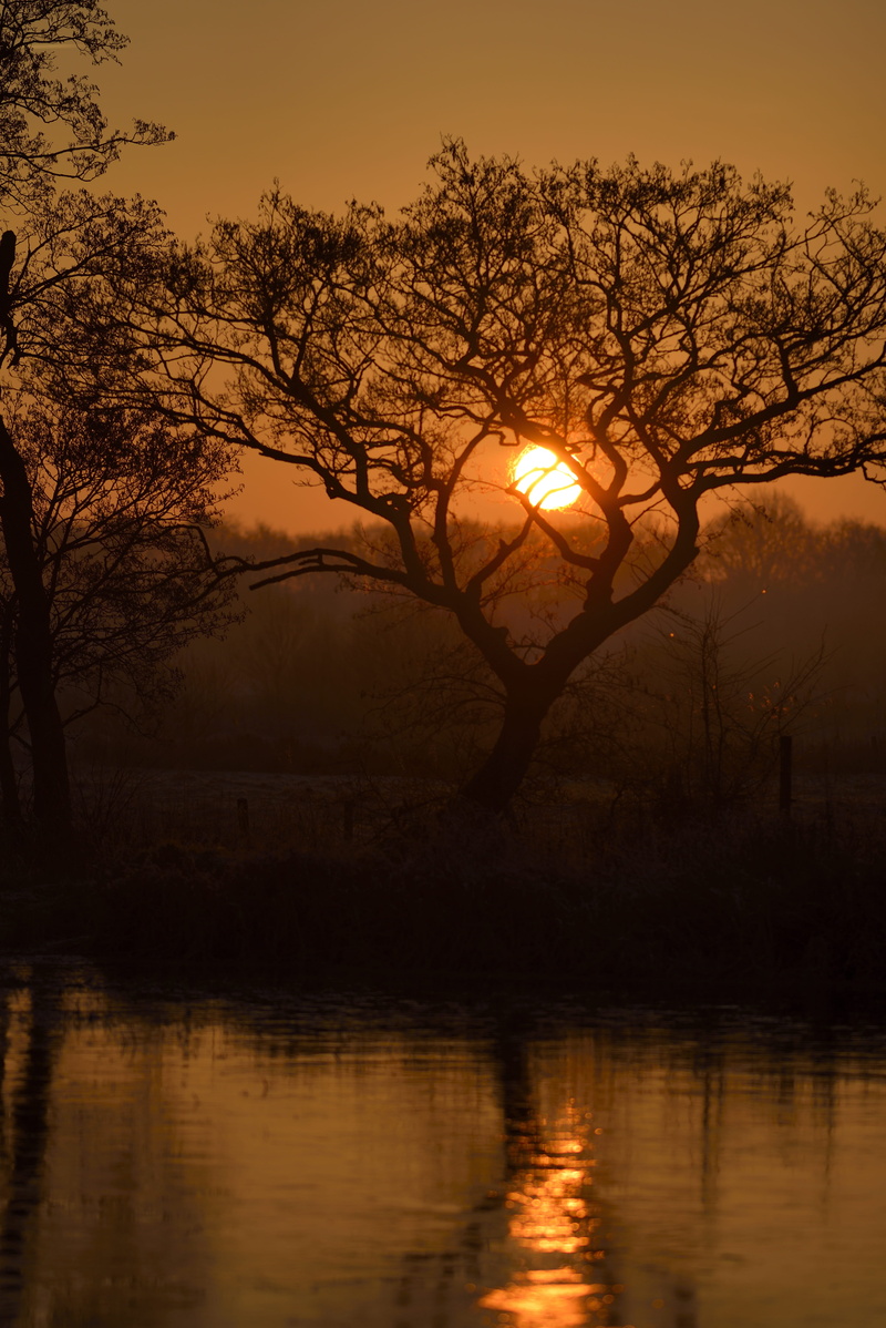 tranquil scene, nature, plant, scenics - nature, sunset, sun, outdoors, orange color, 5K, tree, tranquility, no people, drenthe, sky, netherlands, waterfront