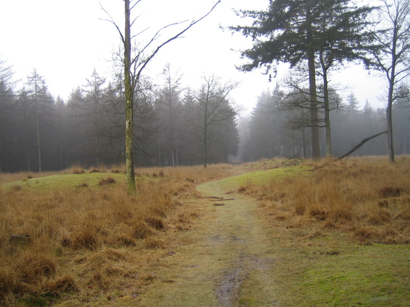 sky, grass, footpath, netherlands, the way forward, hiking, nature, tranquil scene, drenthe, no people, beauty in nature, mist, tranquility, dirt road
