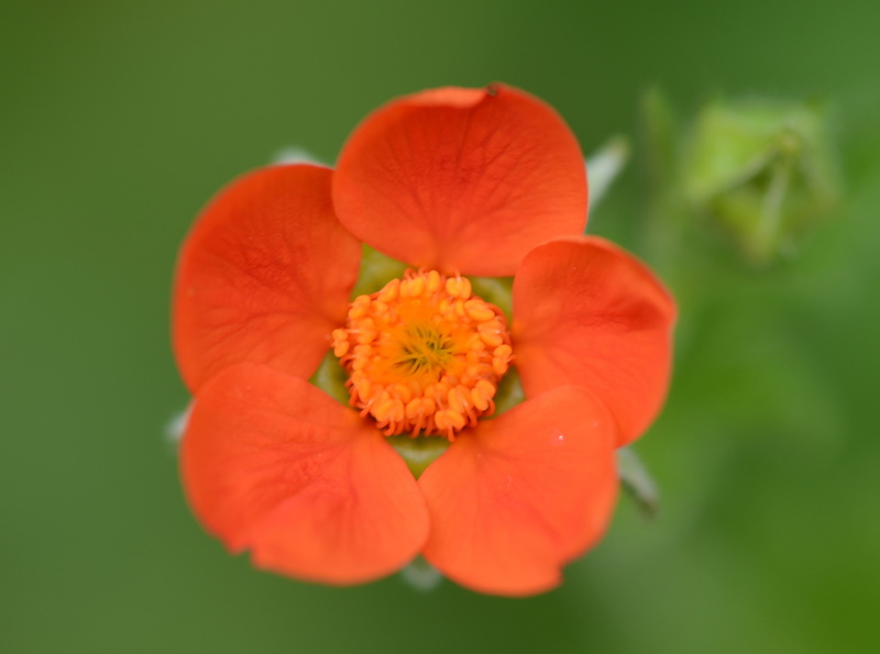Netherlands, bloem, nikon, Flowers, d5100, emmen, 4K, Orange, micro, Flower, Nature, drenthe, Macro, Little, Garden, oranje
