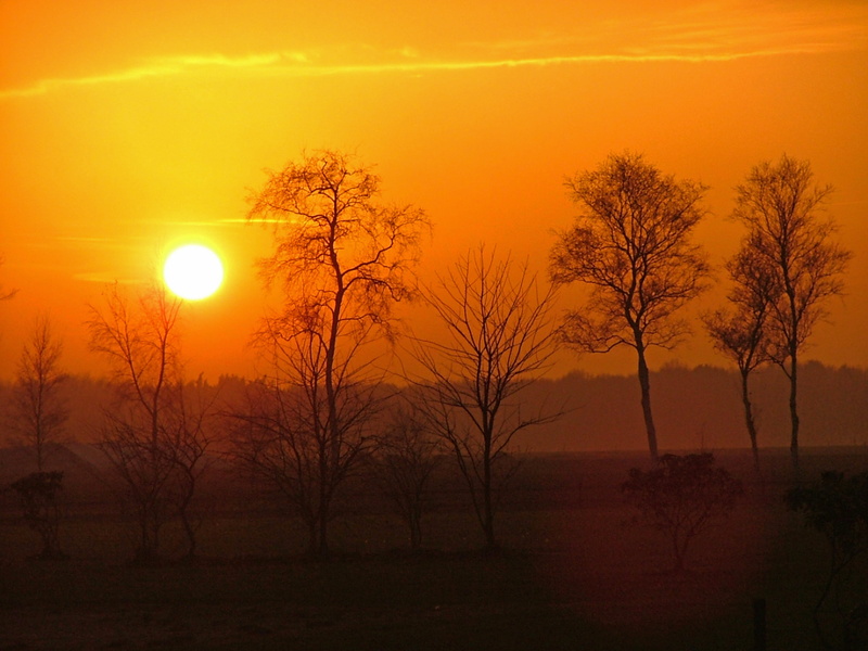 beauty in nature, plant, non-urban scene, landscape, silhouette, land, sunset, outdoors, drenthe, scenics - nature, tranquil scene, bare tree, no people