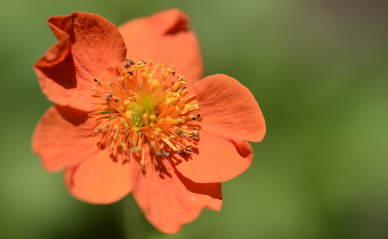 d5100, pollen, Flowers, growth, stamen, rene, Orange, emmen, bloem, no people, vulnerability, beauty in nature, fragility, Flower, Netherlands, petal, flowering plant