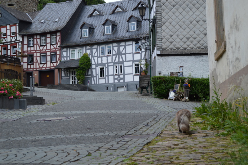 truss, one animal, 5K, pets, domestic animals, no people, domestic, town, hunsrück, old house, transportation, house, street, animal, history, building exterior