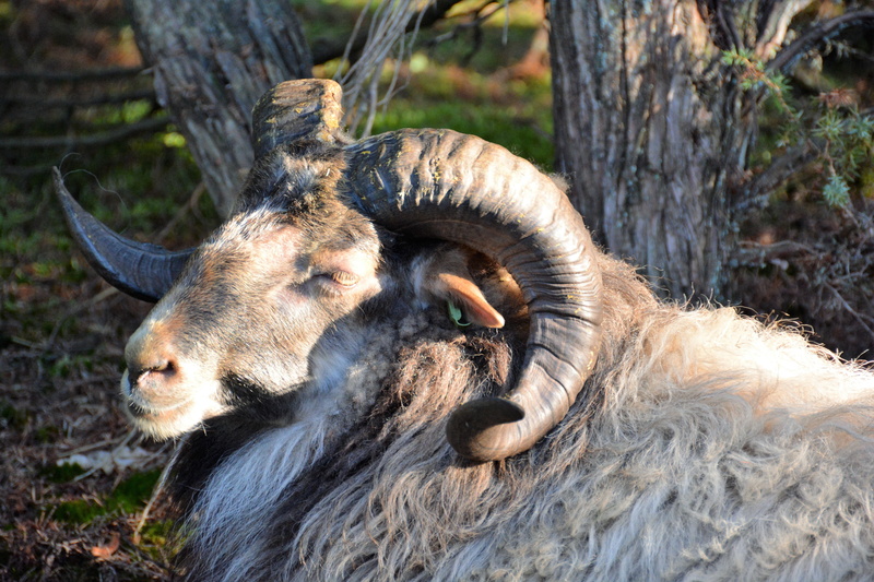 one animal, focus on foreground, sheep, plant, no people, domestic animals, horns, tree, sunlight, drenthe, animal head, outdoors, vertebrate, animals in the wild