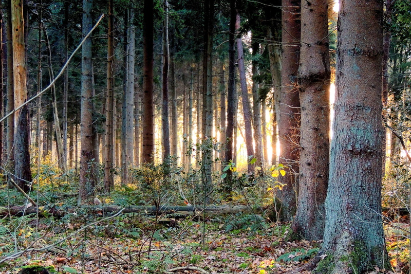Netherlands, forest, 1080P, Holland, Drenthe, trees