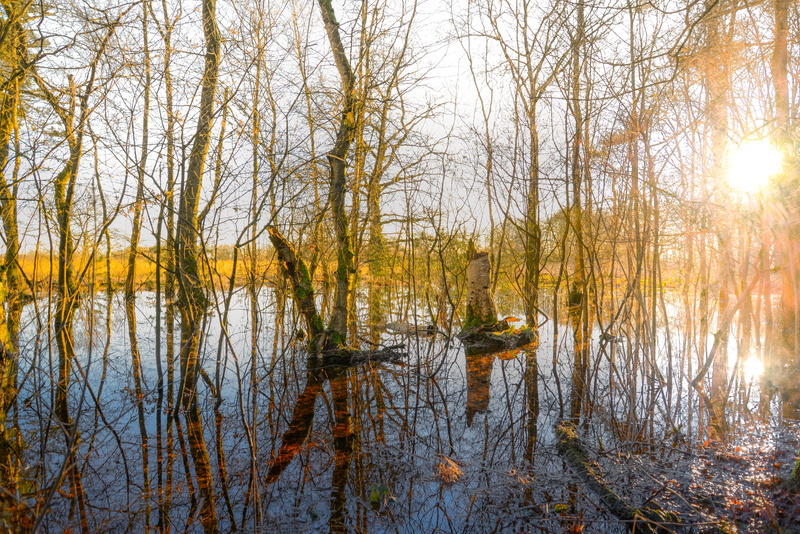 tranquility, environment, tree, sky, tranquil scene, day, trees, 5K, non-urban scene, middle, reflection, nature, scenics - nature, water, land, daylight