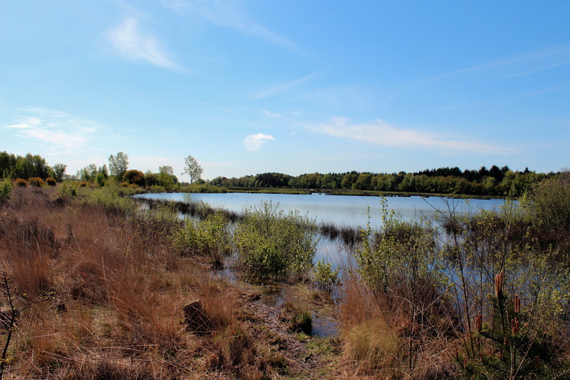 more, environment, swamp, dwingeloo, beauty in nature, water, plant, grass, heide, cloud - sky, view, landscape, drenthe, day, tranquility, lake, land
