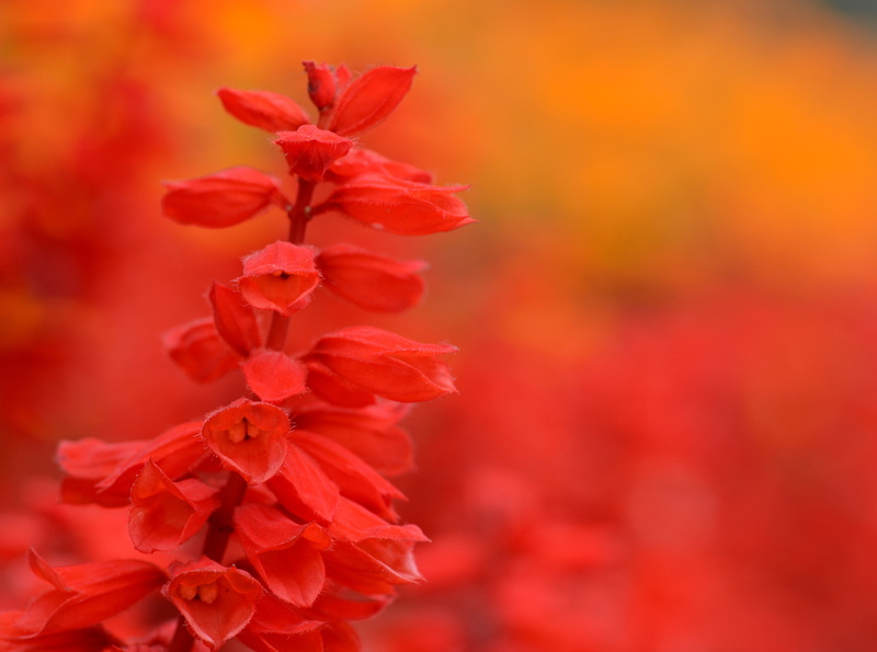 drenthe, Nature, Garden, Seasons, 4K, emmen, bokeh, colors, nikon, Netherlands, everywere, d5100, Spring, oranje, rood, Orange, natuur