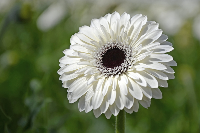 petal, 4K, Netherlands, close-up photography, kas, photography, nikon  d5100, summer, plant, Drenthe, beauty In Nature, kassen, flower Head, bloem, glasshouse