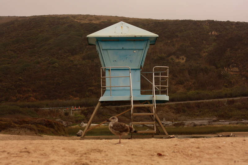 animal, united states, outdoors, field, mammal, lifeguard hut, vertebrate, day, protection, animal wildlife, safety, land, observation point, built structure