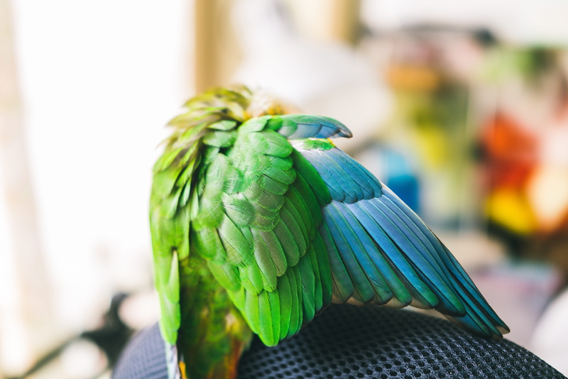 animal wildlife, beauty in nature, vertebrate, 8K, animal body part, green, close-up, green color, tropical bird, parrot, macaw, day, nature, animal, perching