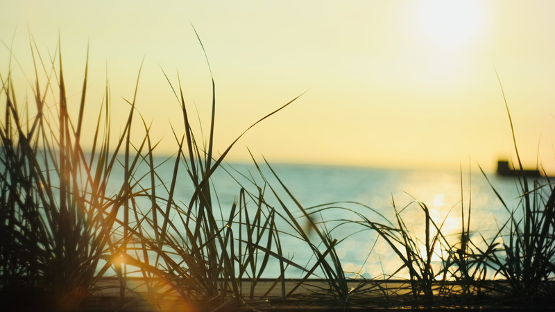 beach, ocean, nature, water, sunset, growth, sunrise, no people, outdoors, beauty in nature, plant, tranquil scene, summer, grass, tranquility, sky, horizon over water