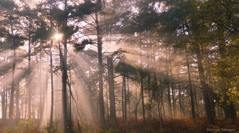 sun, Forest, Light, no people, sunlight, non-urban scene, trunk, woodland, plant, Landscape, bomb, pine woodland, tree trunk, Trees, lens flare, Nature