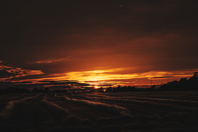 tranquil scene, burst, epic, growth, gold, scenics - nature, tranquility, land, farm, scene, beauty in nature, rural scene, grass, landscape, golden, sunset