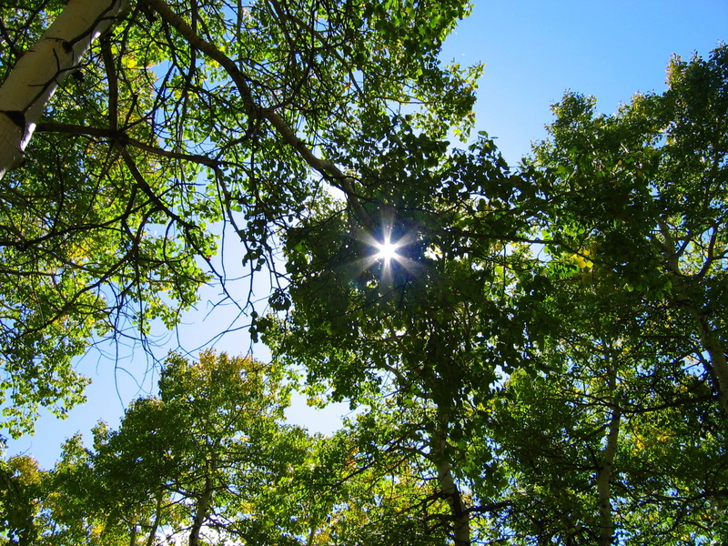 green color, sky, no people, bright, sunbeam, leaf, branch, beauty in nature, green leaves, 1080P, tree canopy, streaming, sun burst, day, Forest, scenics - nature
