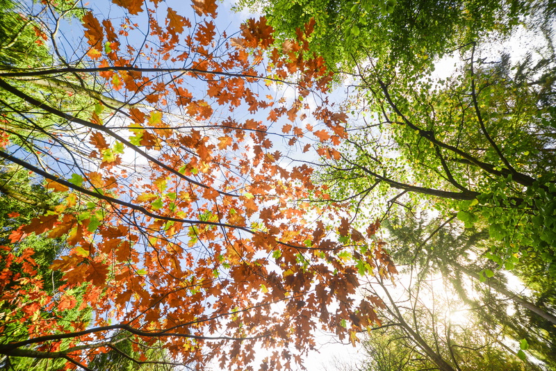beech, shine, tree, plant part, leaf, growth, leaves, plant, sky, directly below, nature, sunlight, light, autumn, tranquility, white, forest, yellow, day
