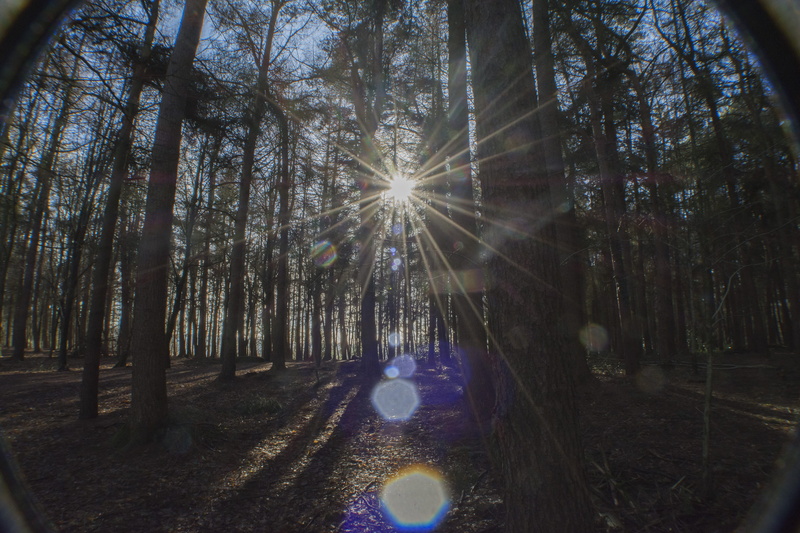 sunbeam, sky, tree trunk, non-urban scene, bright, tranquil scene, sunlight, nature, scenics - nature, tree, tranquility, plant, beauty in nature, growth