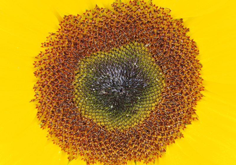 beauty in nature, sunlight, flowering plant, 4K, nature, close-up, sunshine, flower, joyful, sunflower, burst, vulnerability, sunburst, petal, flower head