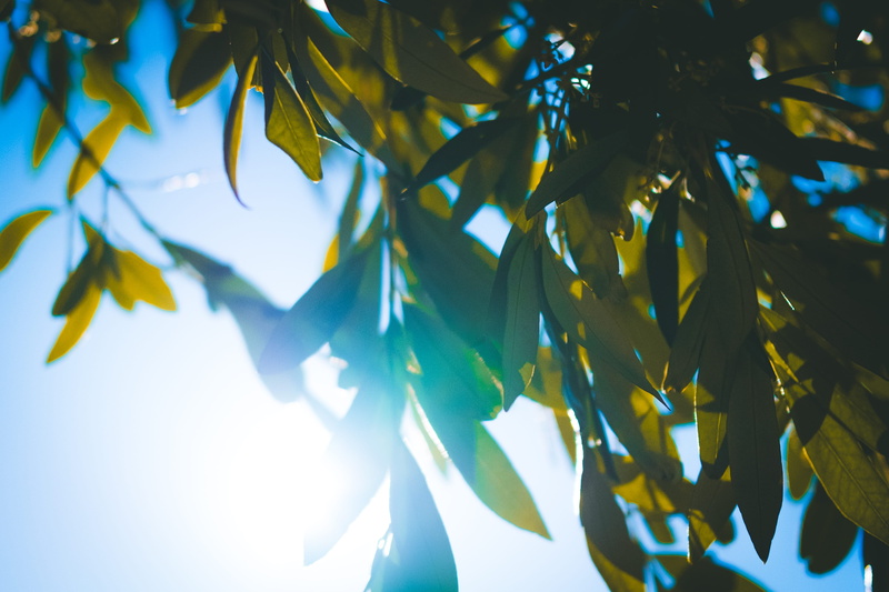 beauty in nature, focus on foreground, nature, outdoors, no people, sunshine, day, leaf, ray, background, plant part, green, selective focus, close-up