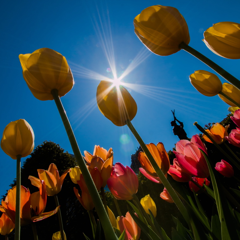 yellow, daytime, tulip, sunlight, multi Colored, Explored, flower, season, burst, 2K, Tulip Time, outdoors, pink, tulips, summer, plant, sun, springtime