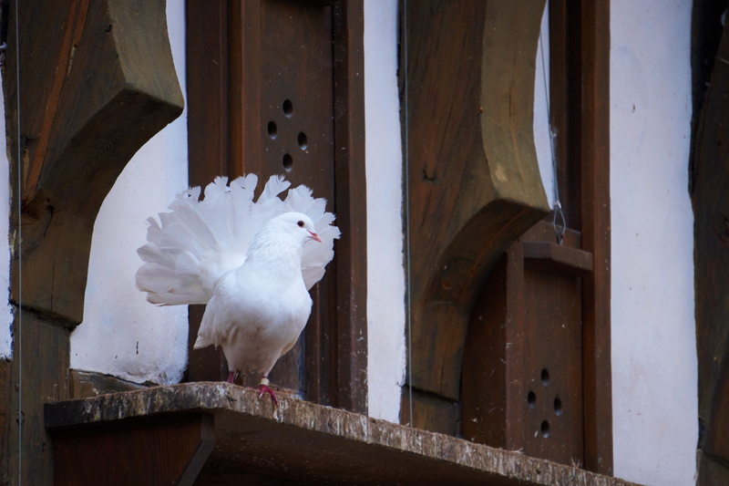 entrance, one animal, day, white, fantail, perching, vertebrate, animals in the wild, architecture, wood - material, door, no people, board, dove - bird