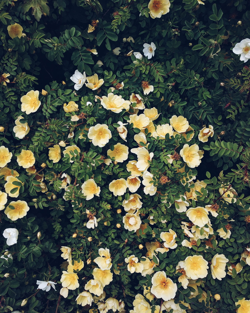 thuringia, no people, nature, smartphonephotography, yellow, 2K, beauty in nature, flowering plant, vsco, green color, abundance, day, nexus6p, flowers