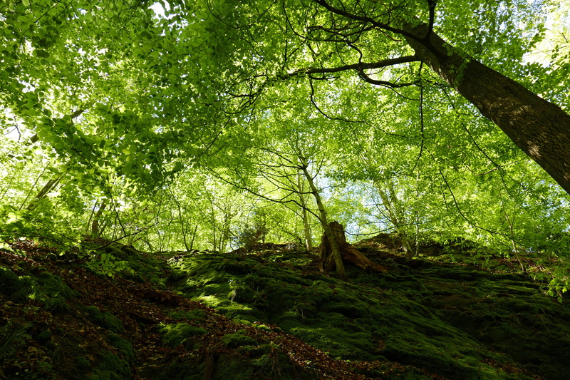 bemoost, tree trunk, leaf, land, 5K, growth, Moisture, mystical, day, foliage, tree, green color, Dragon, trunk, eisenach, scenics - nature, no people