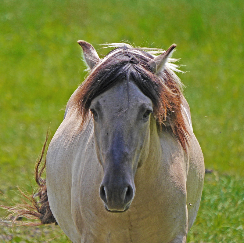 davert, herbivorous, conservation project, horse, pets, tarpan, meadow, domestic animals, grey, no people, konik, nature, focus on foreground, frontal