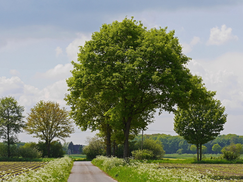 blütenmeer, foliation, growth, trees, field, cloud - sky, day, 4K, typical, treelined, sky, tranquil scene, agriculture, flat land, outdoors, Forests