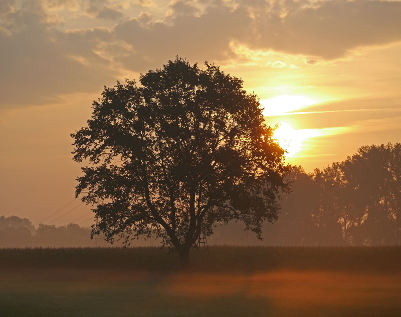 back light, orange color, tranquility, shadow, sky, tranquil scene, no people, sun, single tree, sunrise, cornfield, landscape, scenics - nature, flat land