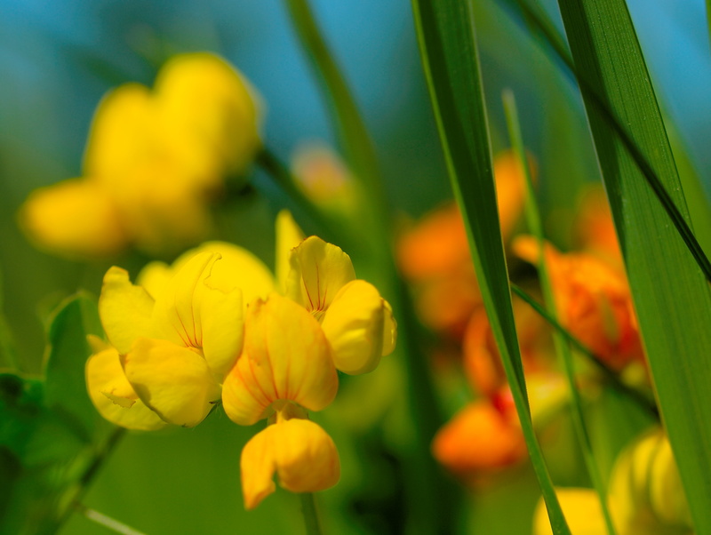 bokeh, makro, E-30, Deutschland, orange, Biodiversity, natur, Eschweiler, nature, Germany, flowers, gelb, DEU, plant, summer, rot, flower, red, springtime