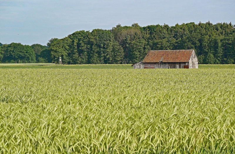 growth, cereal Plant, Barley, barley field, wheat, flat land, sky, crop, winter barley, tree, field, münsterland, plantation, maturity time, tool shed