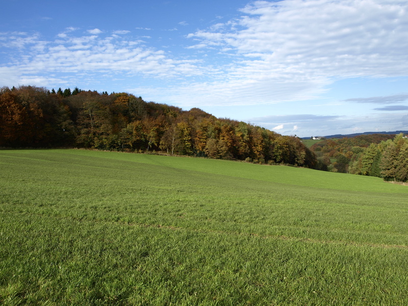 shining, 2K, colorful, autumn colours, illuminated, sky, meadow, clouds form, sunshine, tree, blue, pasture, day, south westphalia, cloud - sky, tranquility