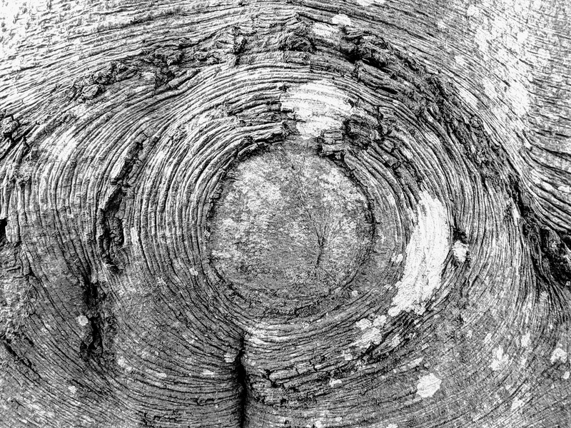 day, mud, mountain, wood grain, bark, full frame, tree ring, trunk, b966, circle, sketch, pattern, close-up, tree stump, outdoors, wood - material, knotted wood