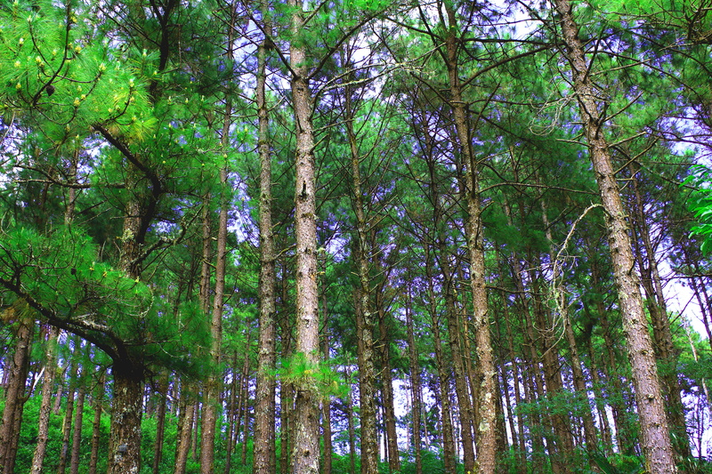 tranquil scene, 2K, europe, UK, plant, scenery, growth, environment, trees, forest, trunk, tree trunk, rainforest, britain, non-urban scene, scenics - nature