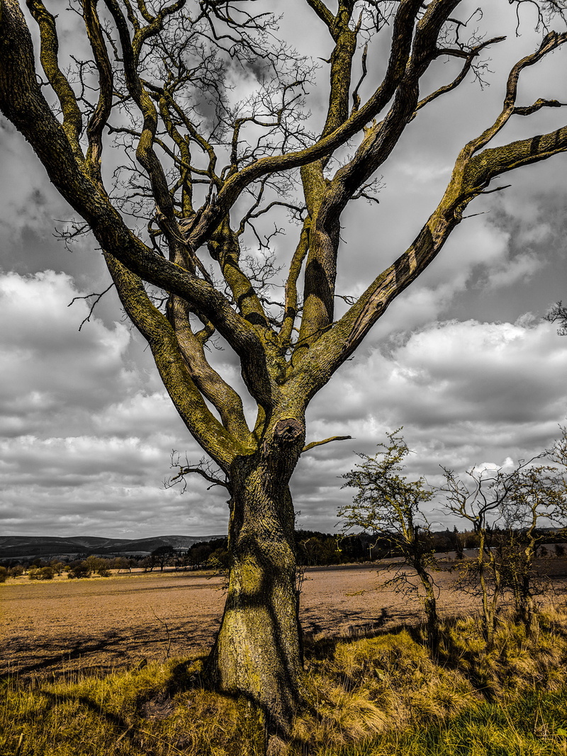 cloud - sky, non-urban scene, trunk, 4K, ground, isolated, tree trunk, environment, countryside, field, united kingdom, sky, plateau, branch, housing