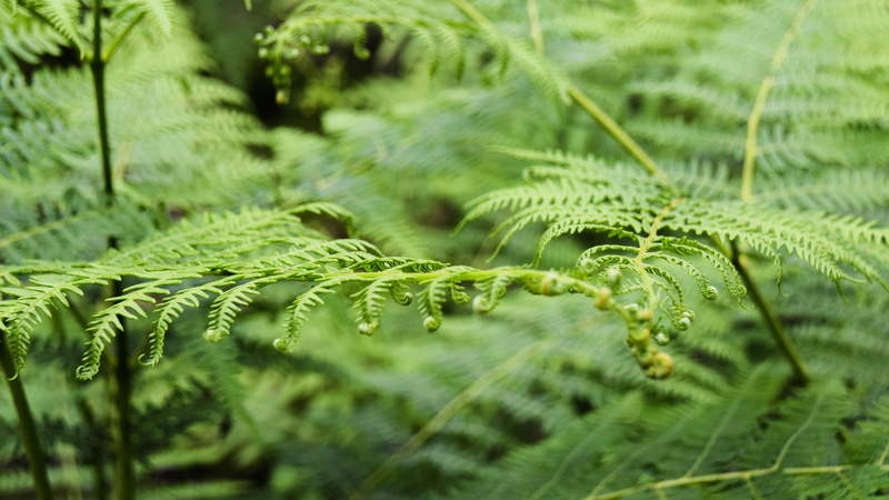 scotland, freshness, water, dew, wet, nature, plant, aberdeenshire, outdoors, green, forest plant, focus on foreground, plant part, day, growth, rain, coniferous tree