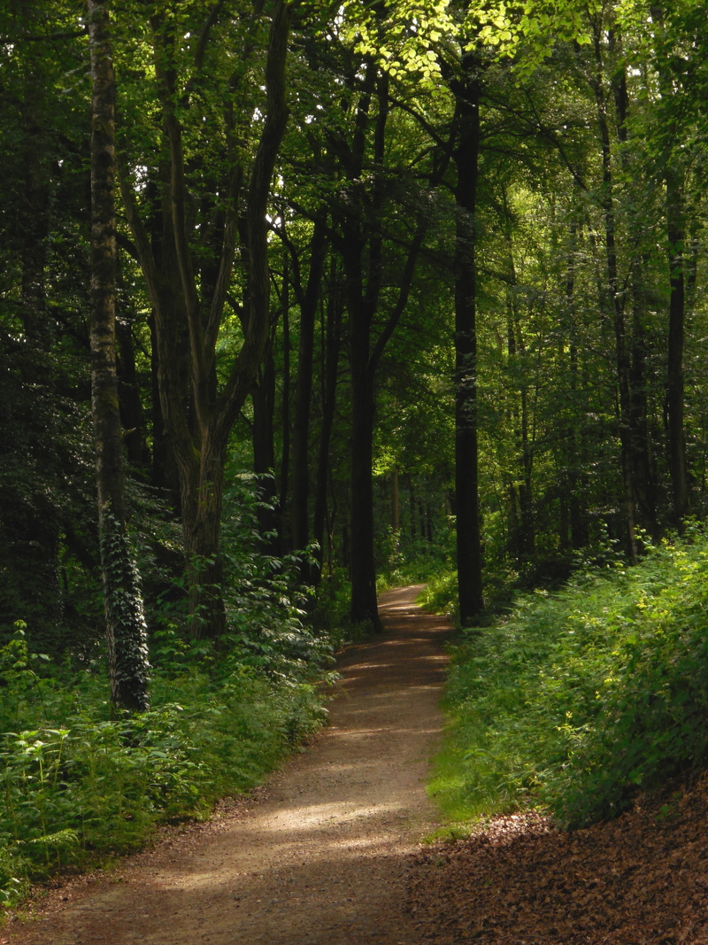 trail, nature, tree trunk, light, münsterland, trees, land, away, no people, footpath, tranquil scene, treelined, trunk, diminishing perspective, summer