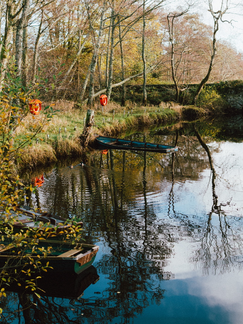 ross castle, outdoors, growth, ireland, nature, tranquil scene, water, plant, land, england, day, tree, forest, river, branch, lake, beauty in nature, reflection